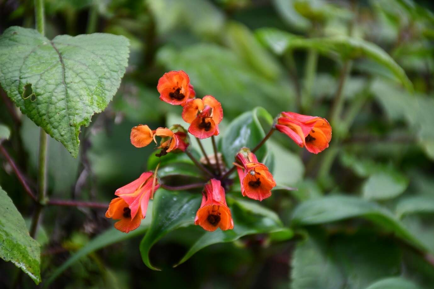 Image of Bomarea acutifolia (Link & Otto) Herb.