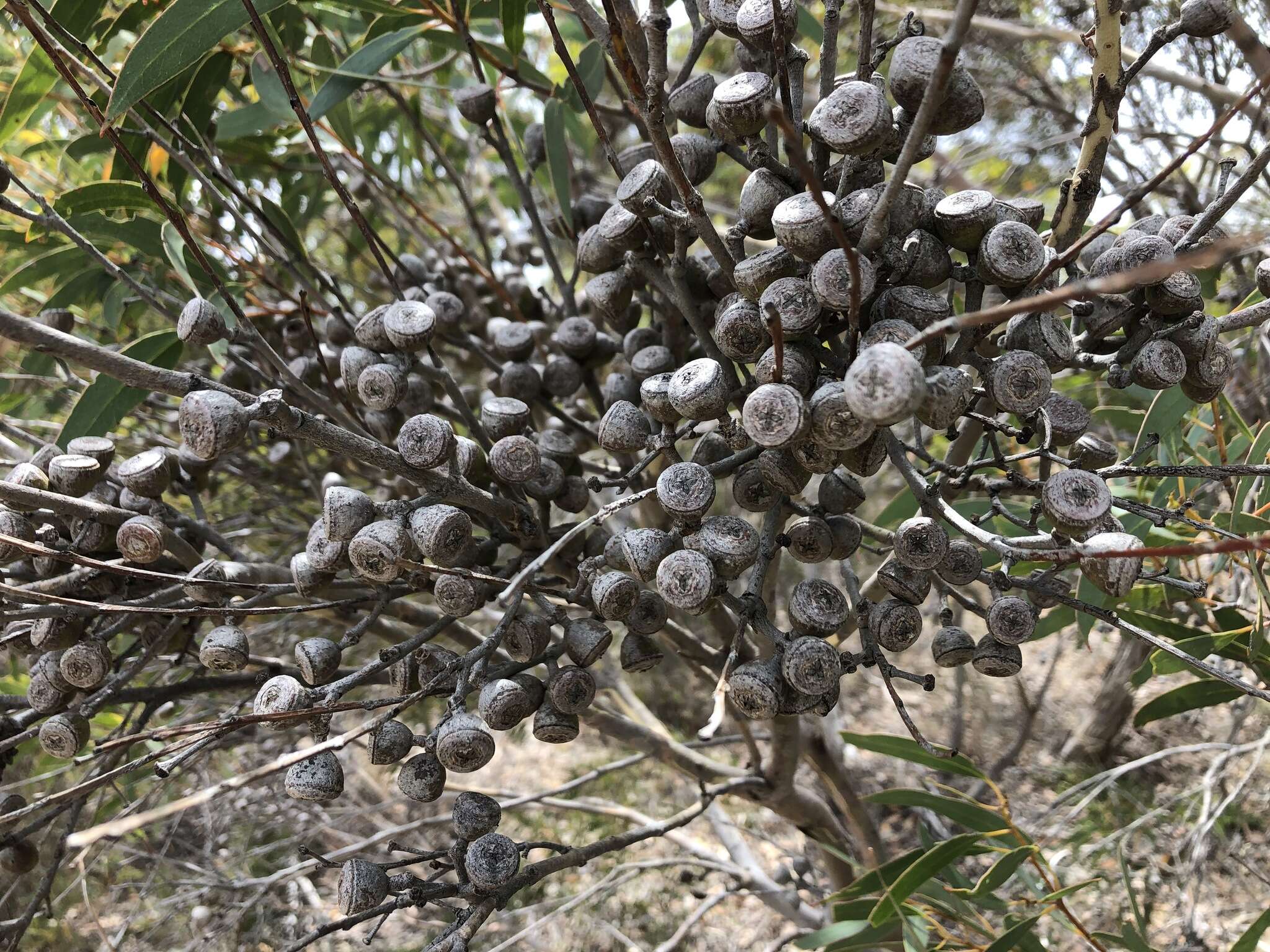 Image of Coastal White Mallee