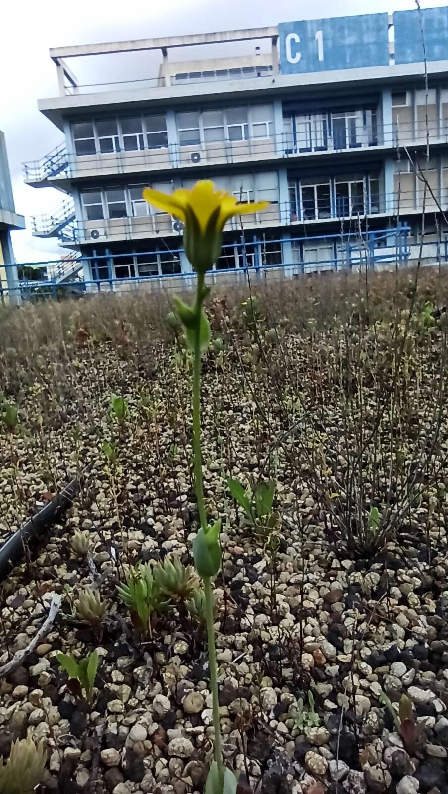 Imagem de Blackstonia acuminata (Koch & Ziz) Domin