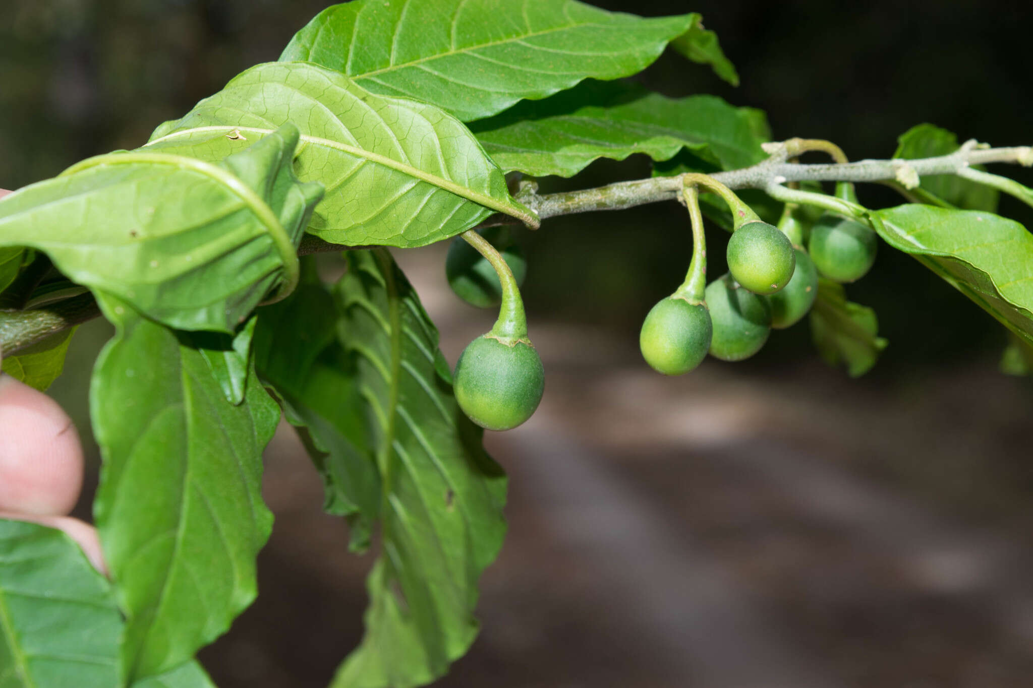 Solanum nigricans Mart. & Gal.的圖片