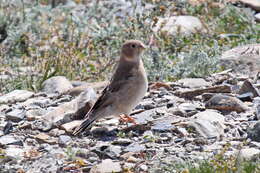 Image of Mongolian Finch