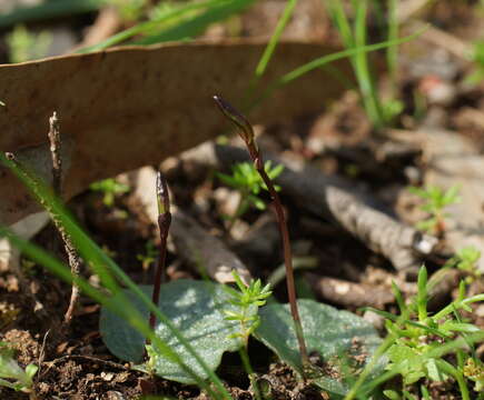 Image of Small Gnat-orchid