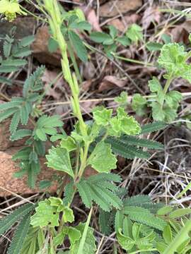 Imagem de Chascanum hederaceum var. natalense (H. Pearson) Moldenke