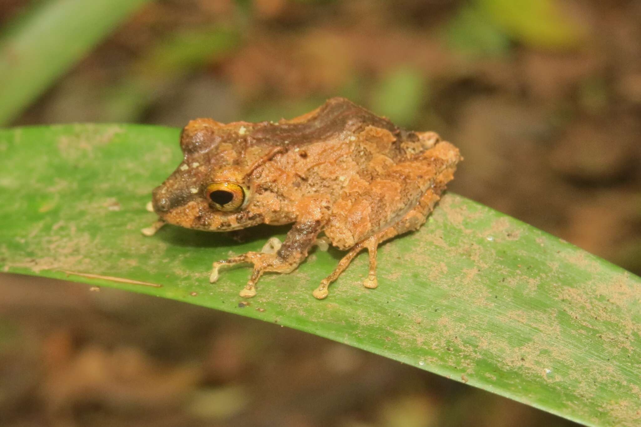 Plancia ëd Pristimantis cerasinus (Cope 1875)