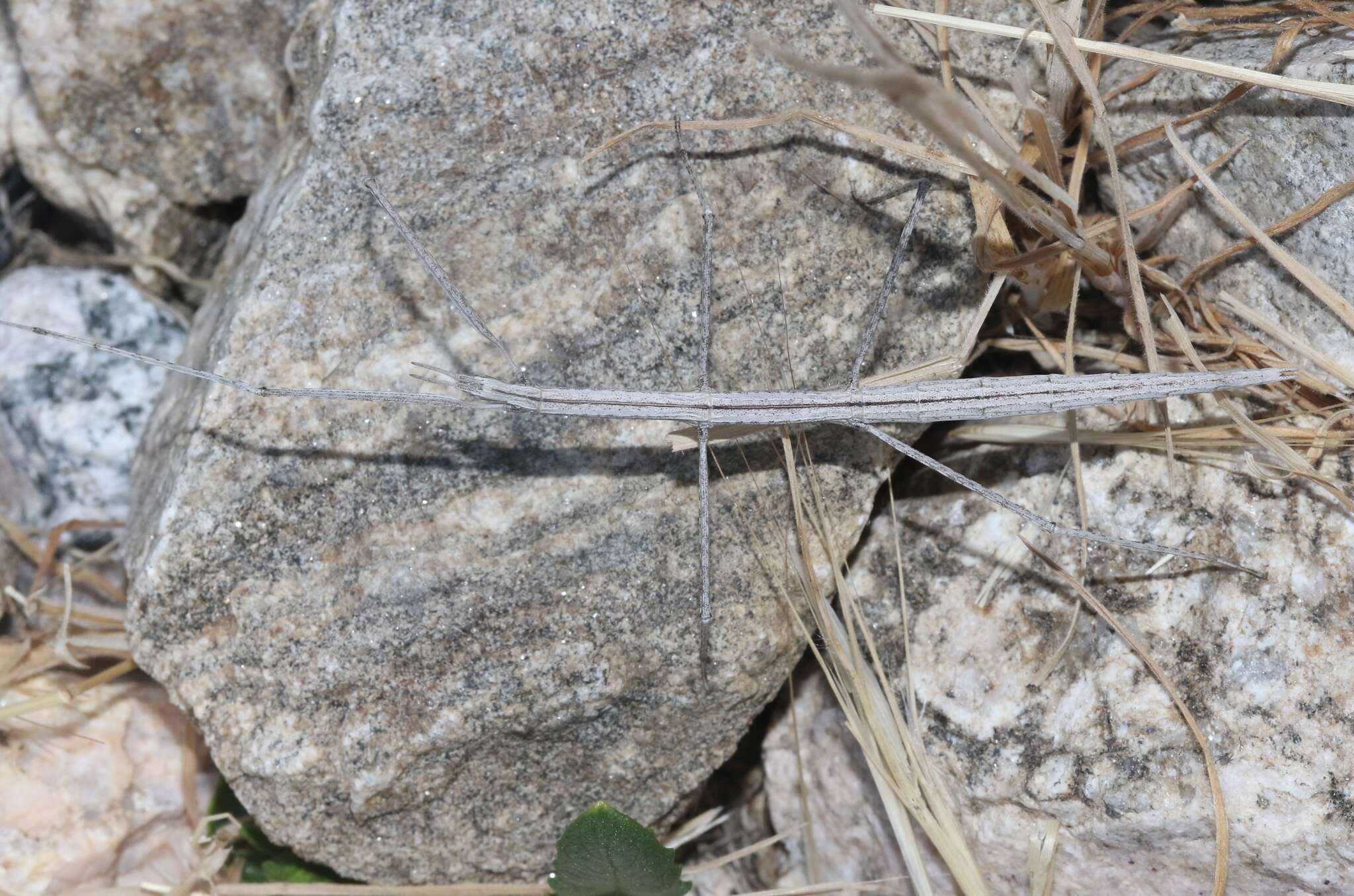 Image of Western Short-horn Walkingstick