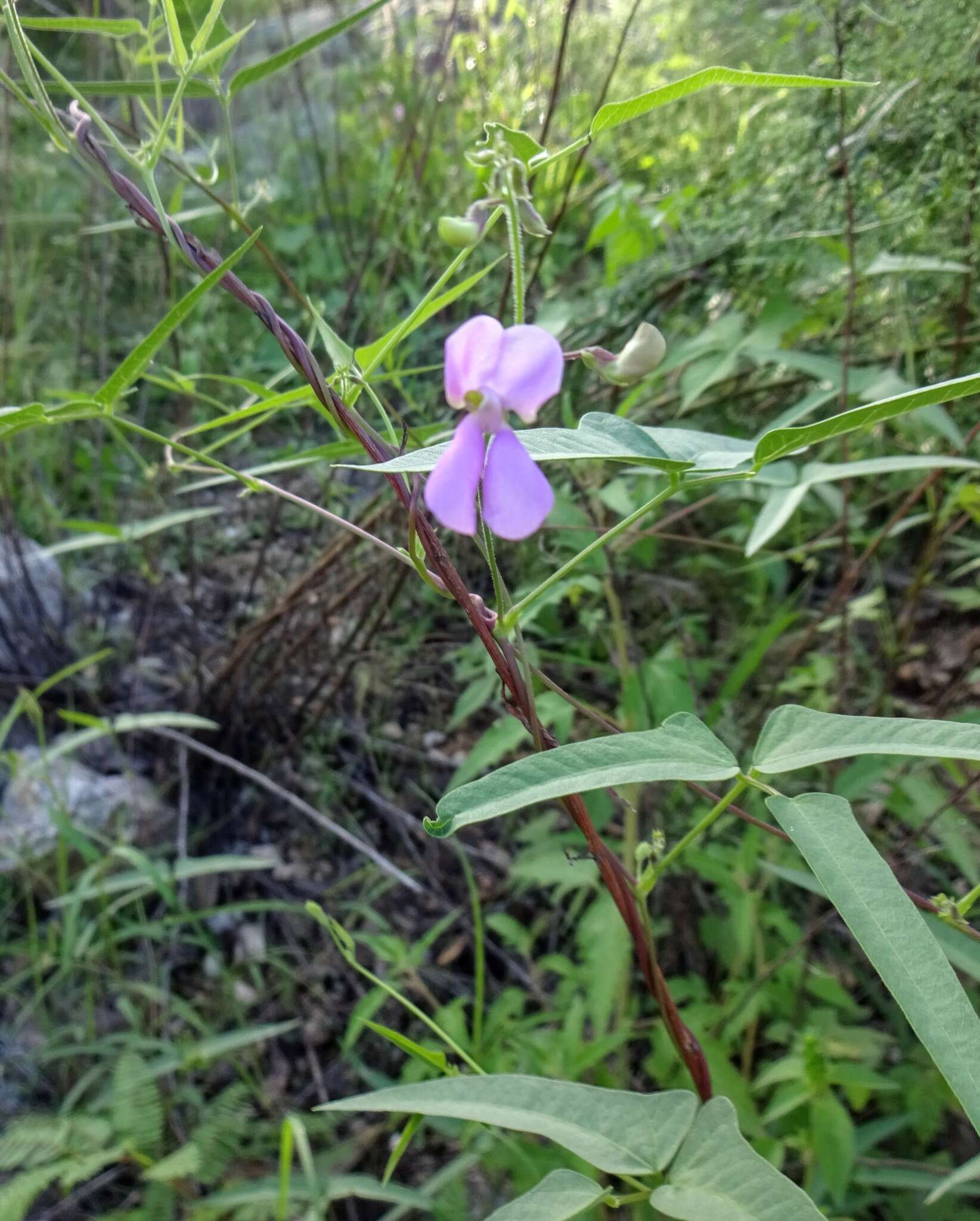 Plancia ëd Phaseolus acutifolius var. acutifolius