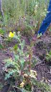 Image of Mexican pricklypoppy