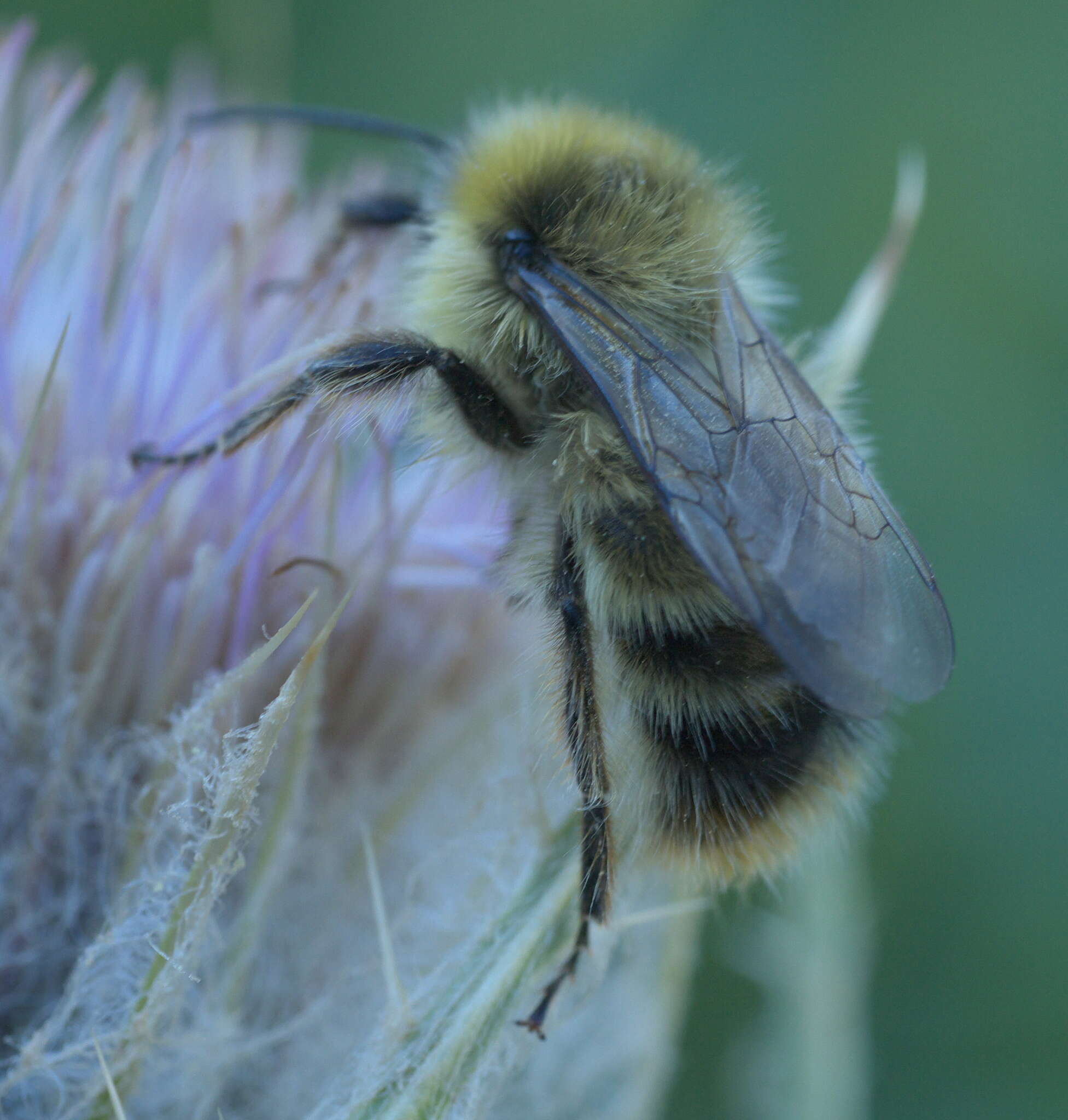 Image of Bombus kirbiellus Curtis 1835