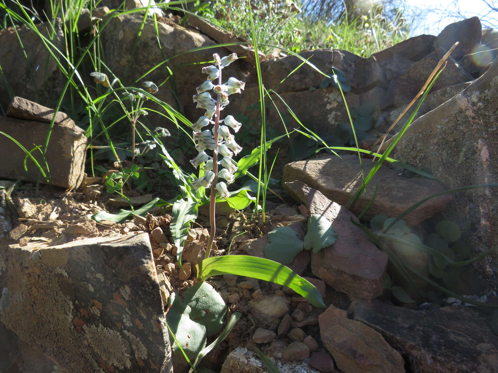 Image of Lachenalia bolusii W. F. Barker