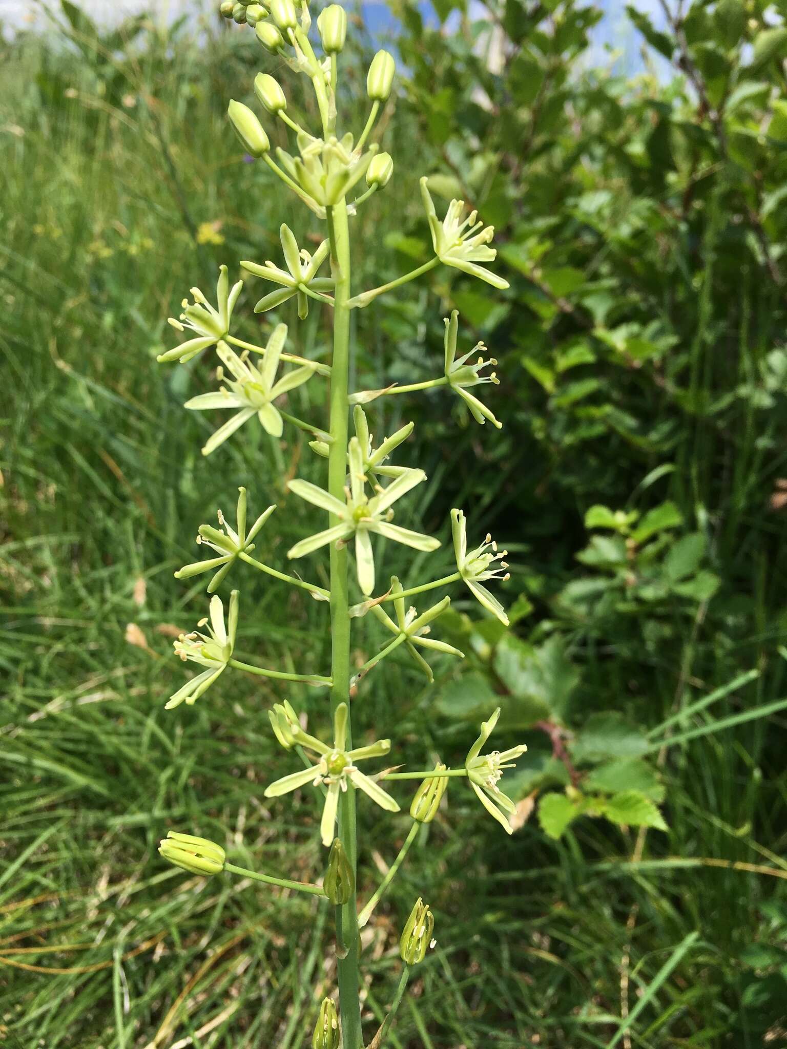 Слика од Ornithogalum pyrenaicum L.