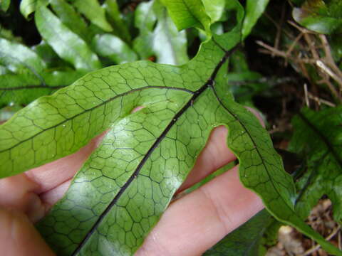 Plancia ëd Phymatosorus pustulatus subsp. pustulatus