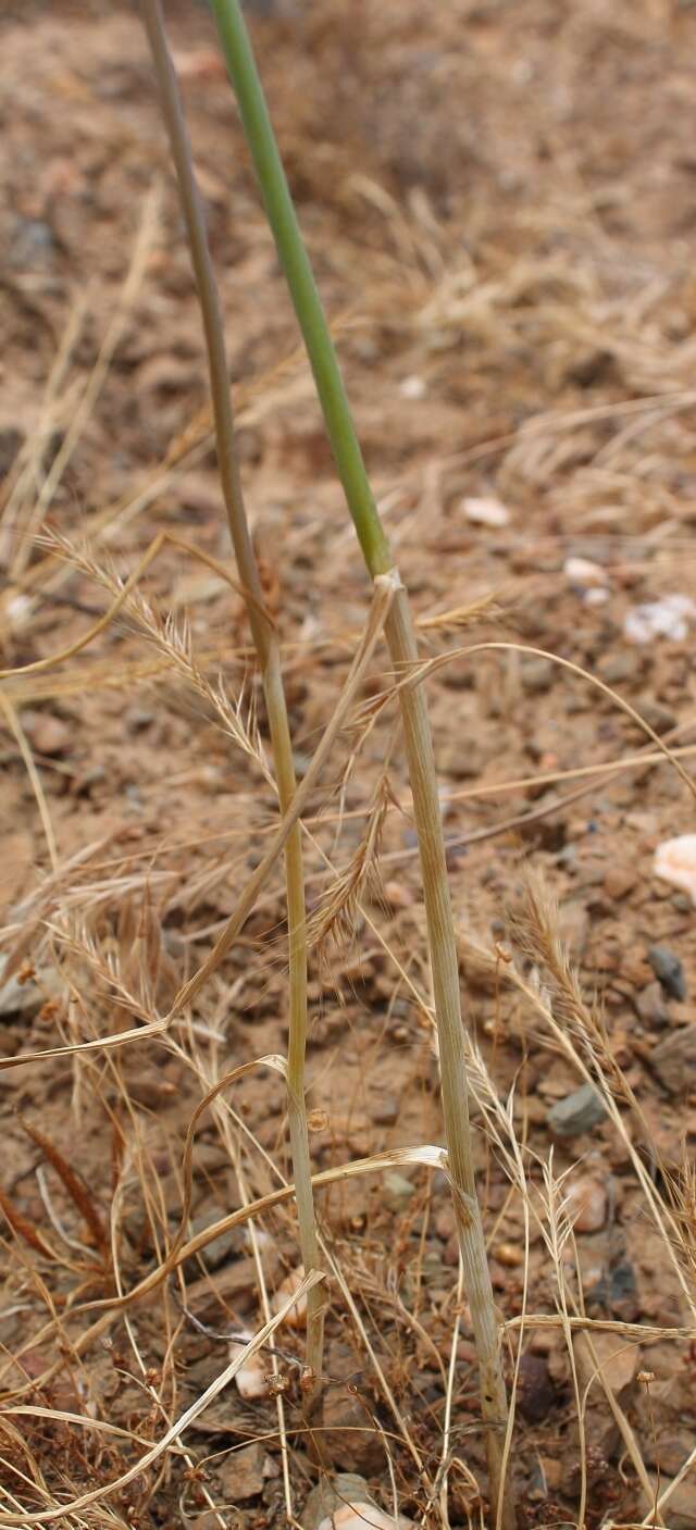 Image of Allium synnotii G. Don