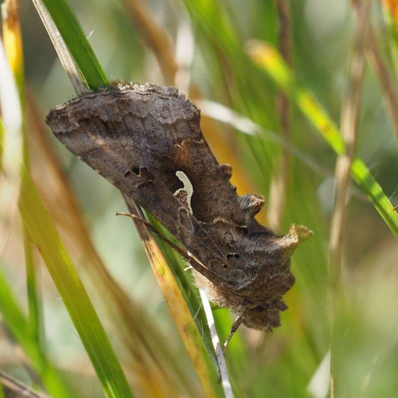 صورة Autographa gamma Linnaeus 1758