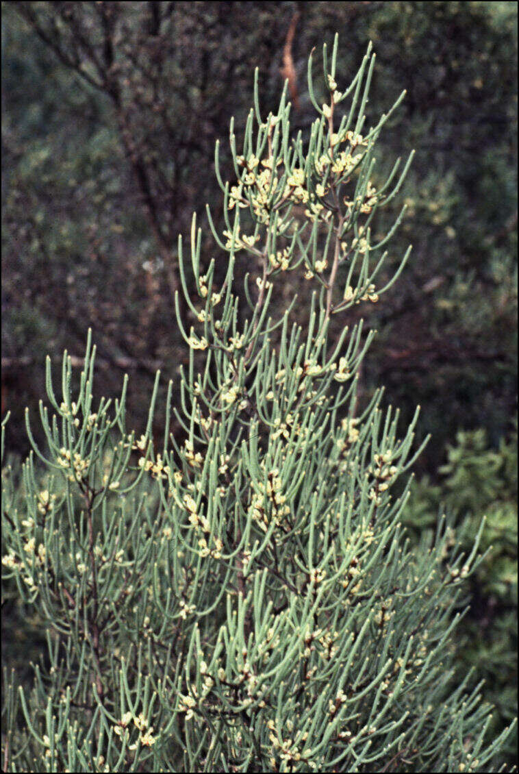 Image of Hakea epiglottis Labill.