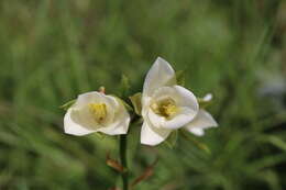 Plancia ëd Eulophia macowanii Rolfe