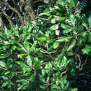 Imagem de Brachyglottis repanda var. arborescens (W. R. B. Oliv.) Allan