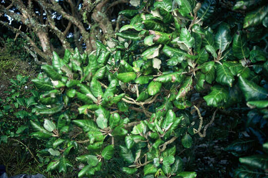 Plancia ëd Brachyglottis repanda var. arborescens (W. R. B. Oliv.) Allan