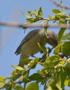 Image of Warbling Vireo