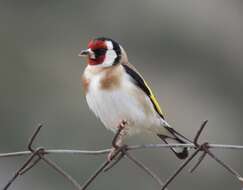 Image of Carduelis carduelis balcanica Sachtleben 1919