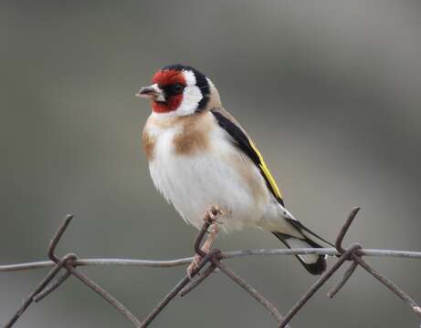 Imagem de Carduelis carduelis balcanica Sachtleben 1919