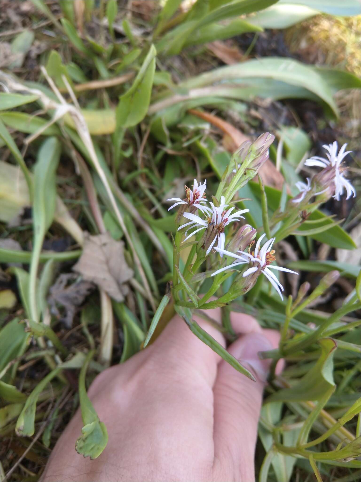 Image of sea aster