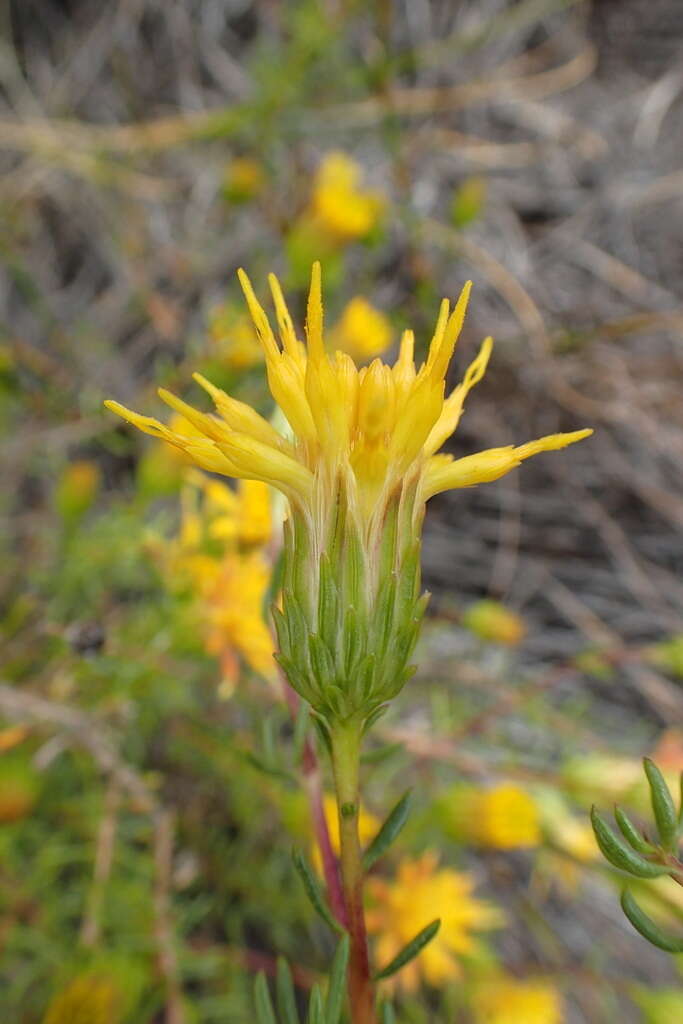 صورة Pteronia cederbergensis A. Bello, Magee & Boatwr.