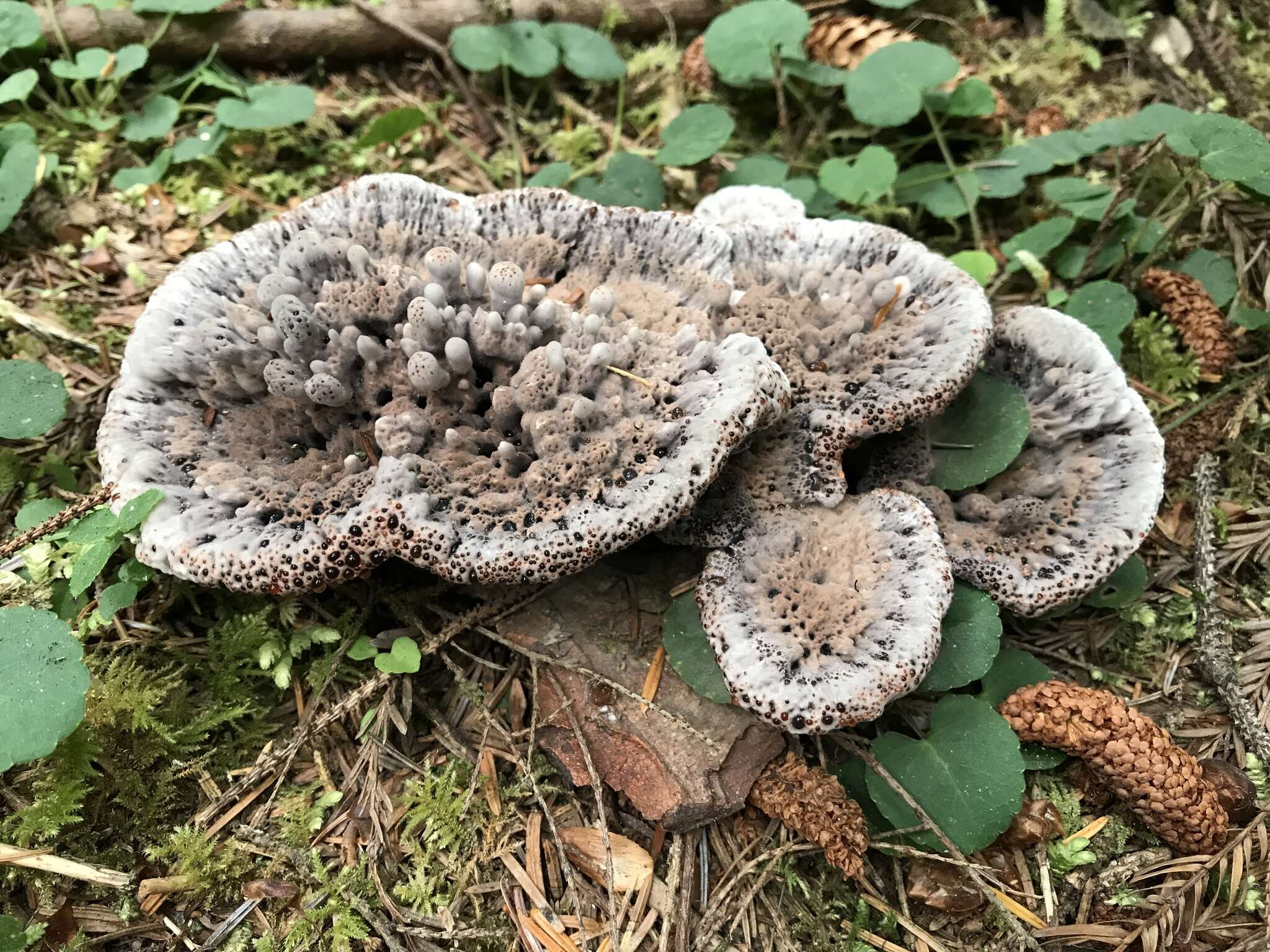 Image of Hydnellum cyanopodium K. A. Harrison 1964