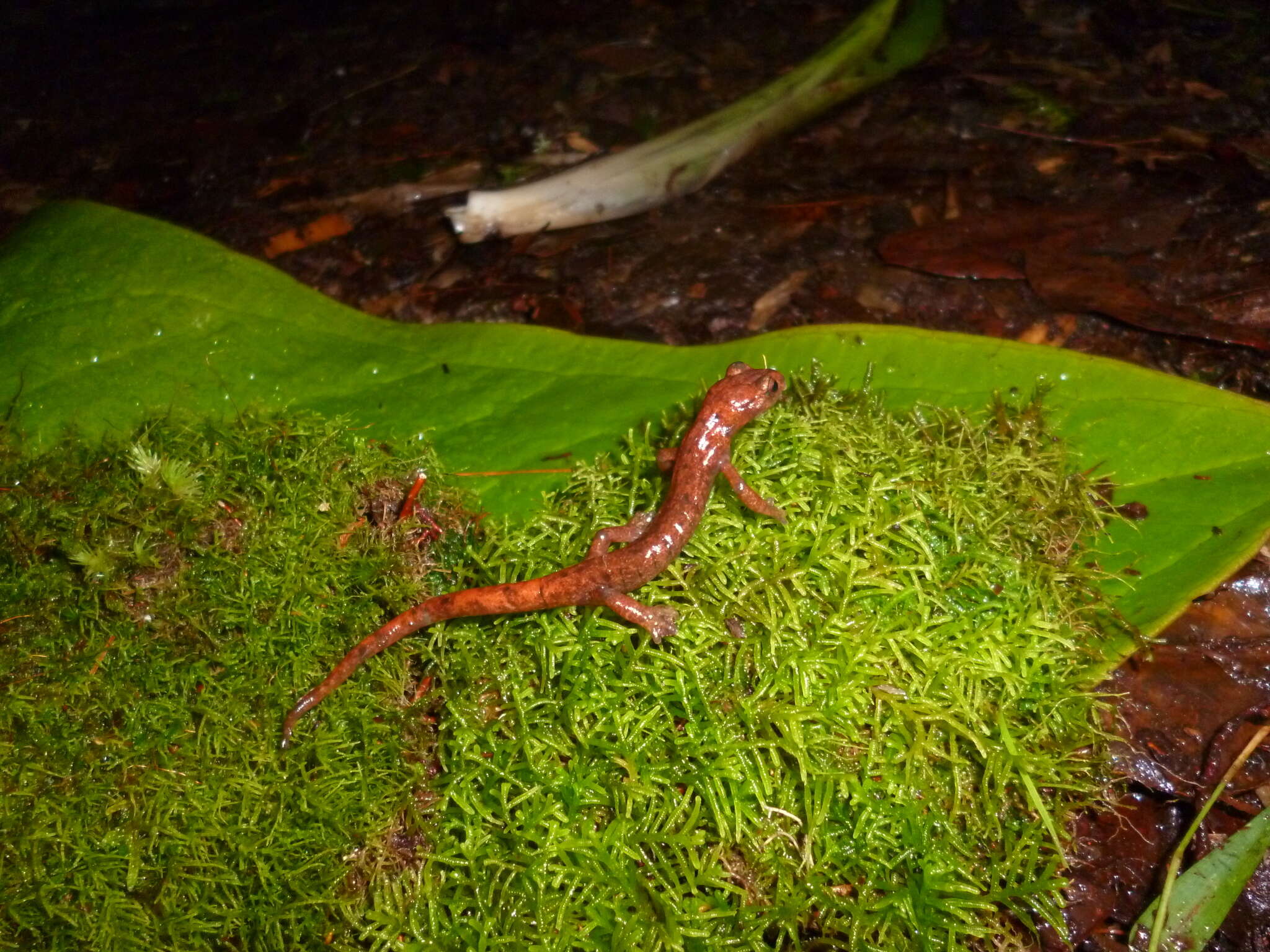 Image of Salamandra del Pico Picucha