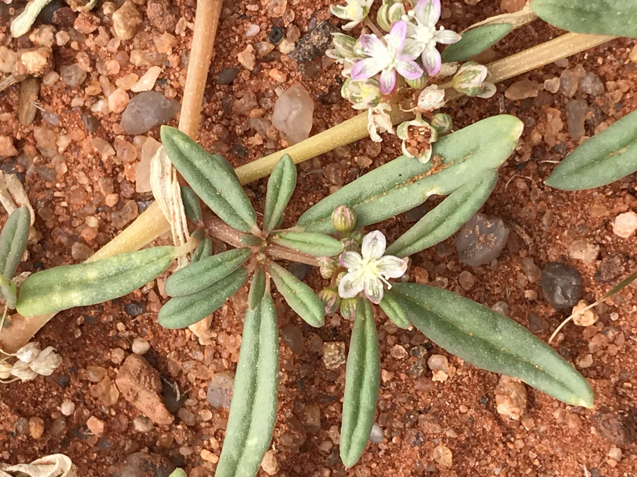 Imagem de Gisekia africana var. africana