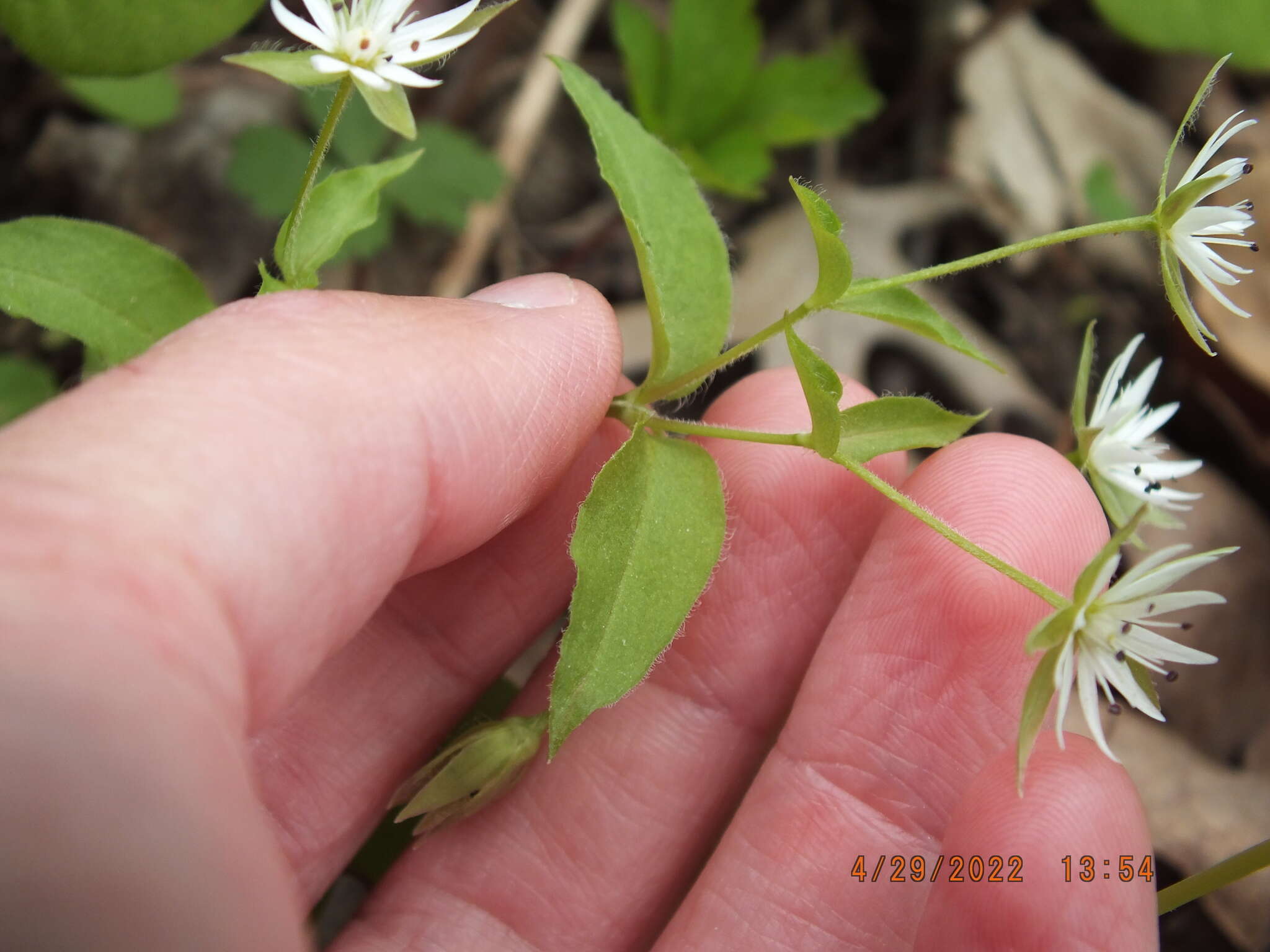 Image of Tennessee starwort