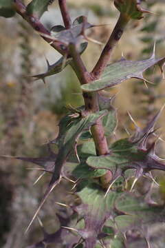 Image of Berkheya cruciata (Houtt.) Willd.