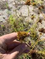 Image of manyspike flatsedge