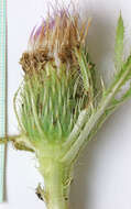 Image of <i>Cirsium <i>scariosum</i></i> var. scariosum