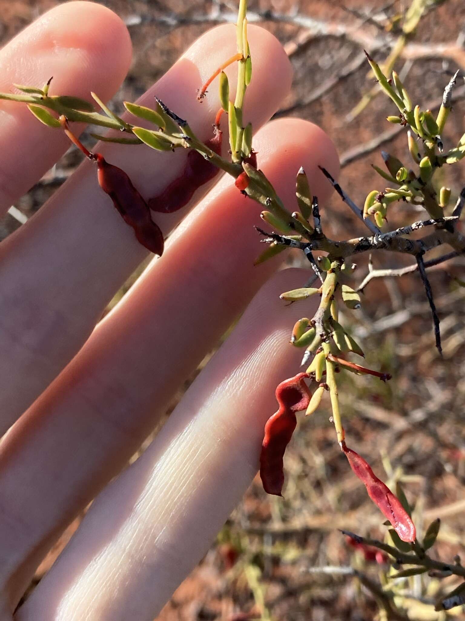 Acacia erinacea Benth.的圖片