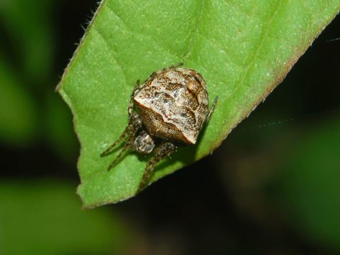 Image of <i>Gibbaranea bituberculata</i> (Walckenaer 1802)