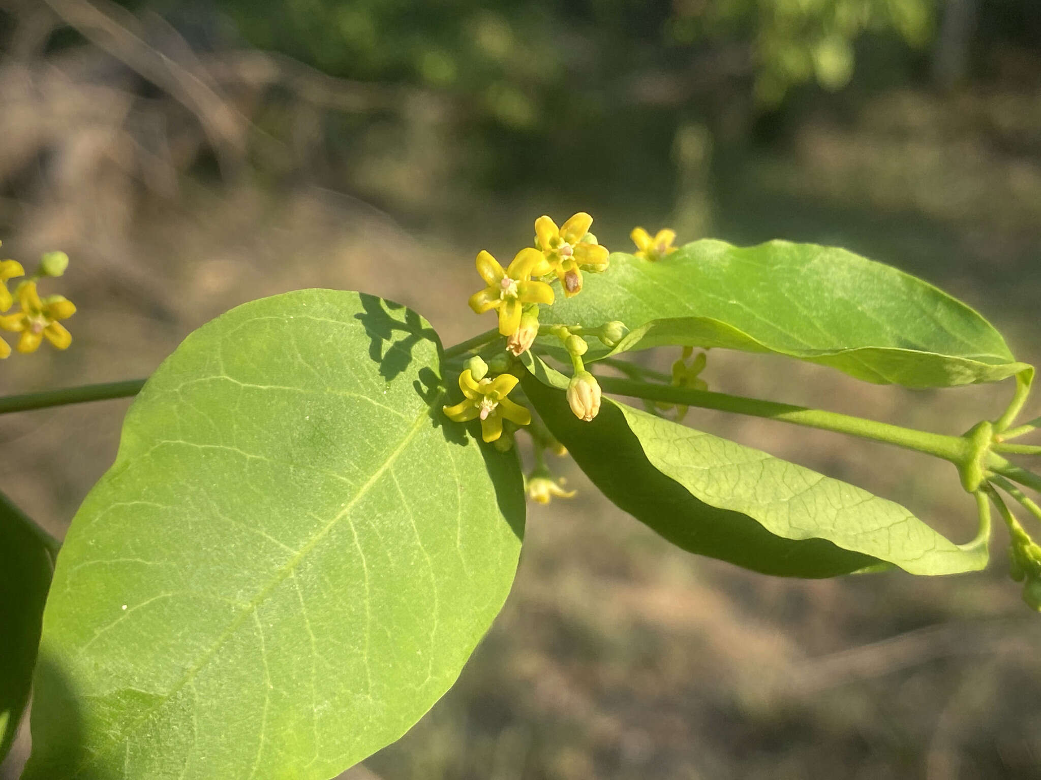 Image of Secamone parvifolia (Oliv.) Bullock