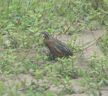 Image of Harlequin Quail