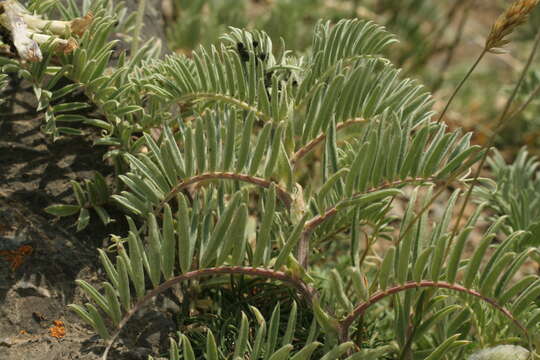 Image of Vicia argentea Lapeyr.