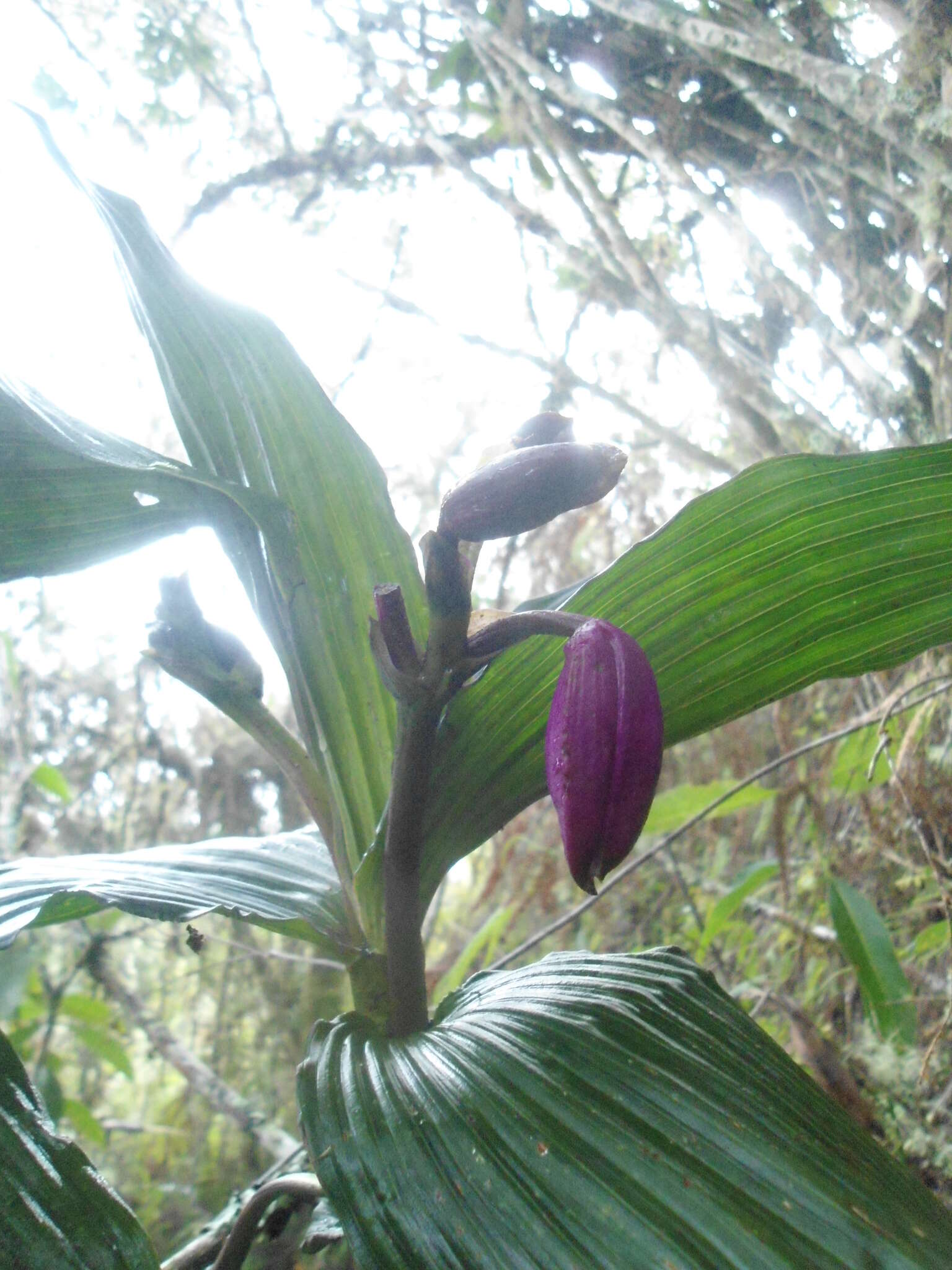 صورة Sobralia altissima D. E. Benn. & Christenson