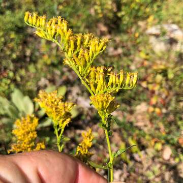 Image of anisescented goldenrod