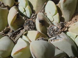 Image of Gibbaeum hartmannianum Thiede & Niesler