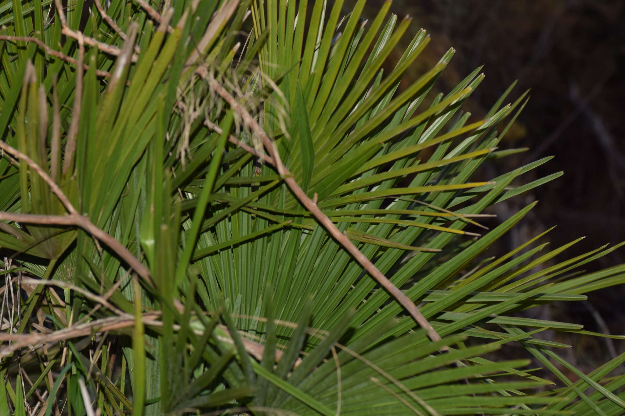 Image of fan palm