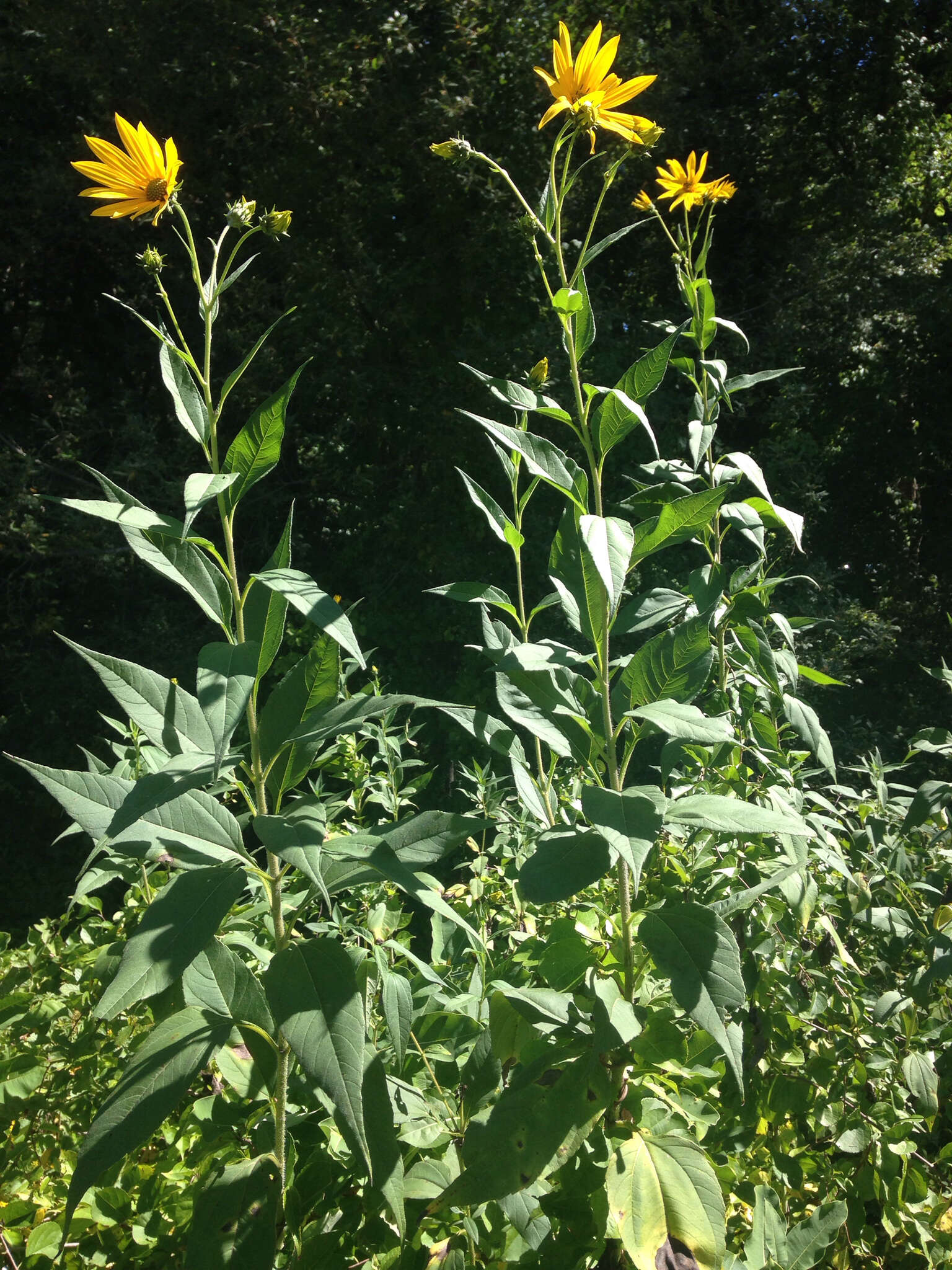 Image of Jerusalem artichoke