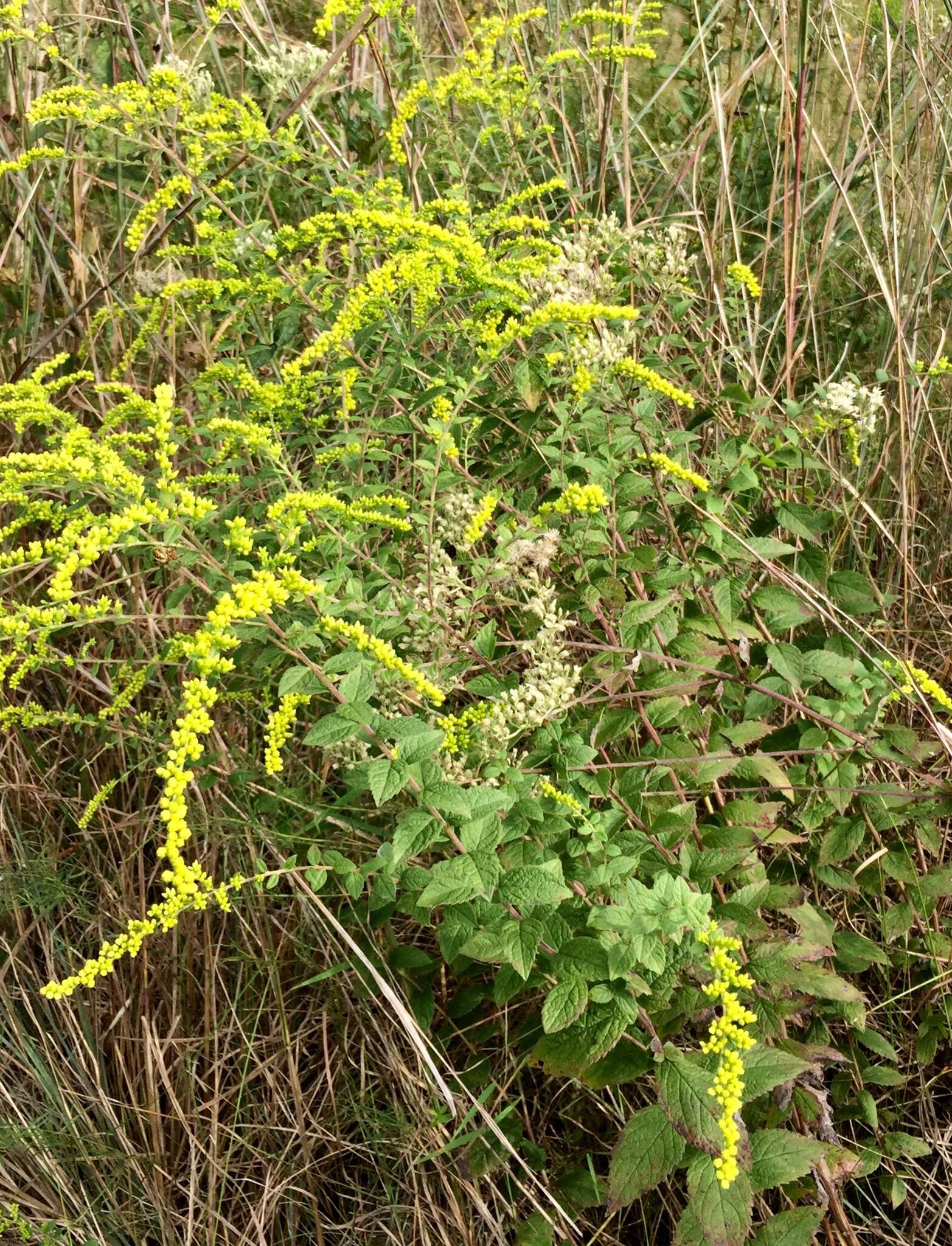 Solidago rugosa var. celtidifolia (Small) Fern. resmi