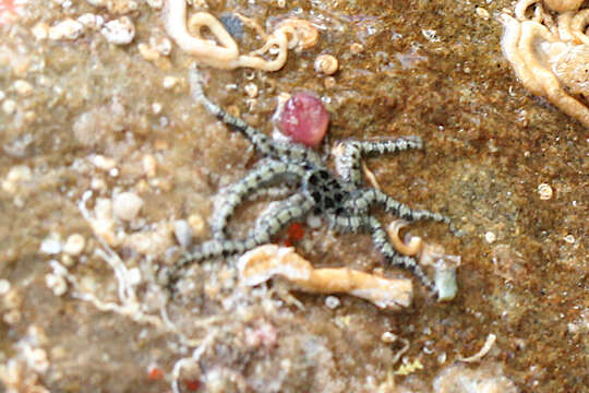 Image of Savigny's brittle star