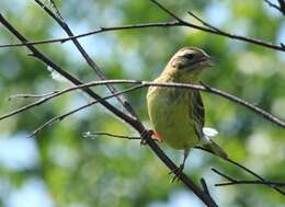 Image of Yellow-breasted Bunting