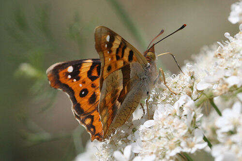 Imagem de Thaleropis ionia Fischer von Waldheim & Eversmann 1851