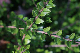 صورة Lonicera pileata var. yunnanensis (Franch.) Bernd Schulz