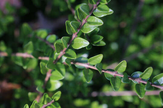 Image of box honeysuckle