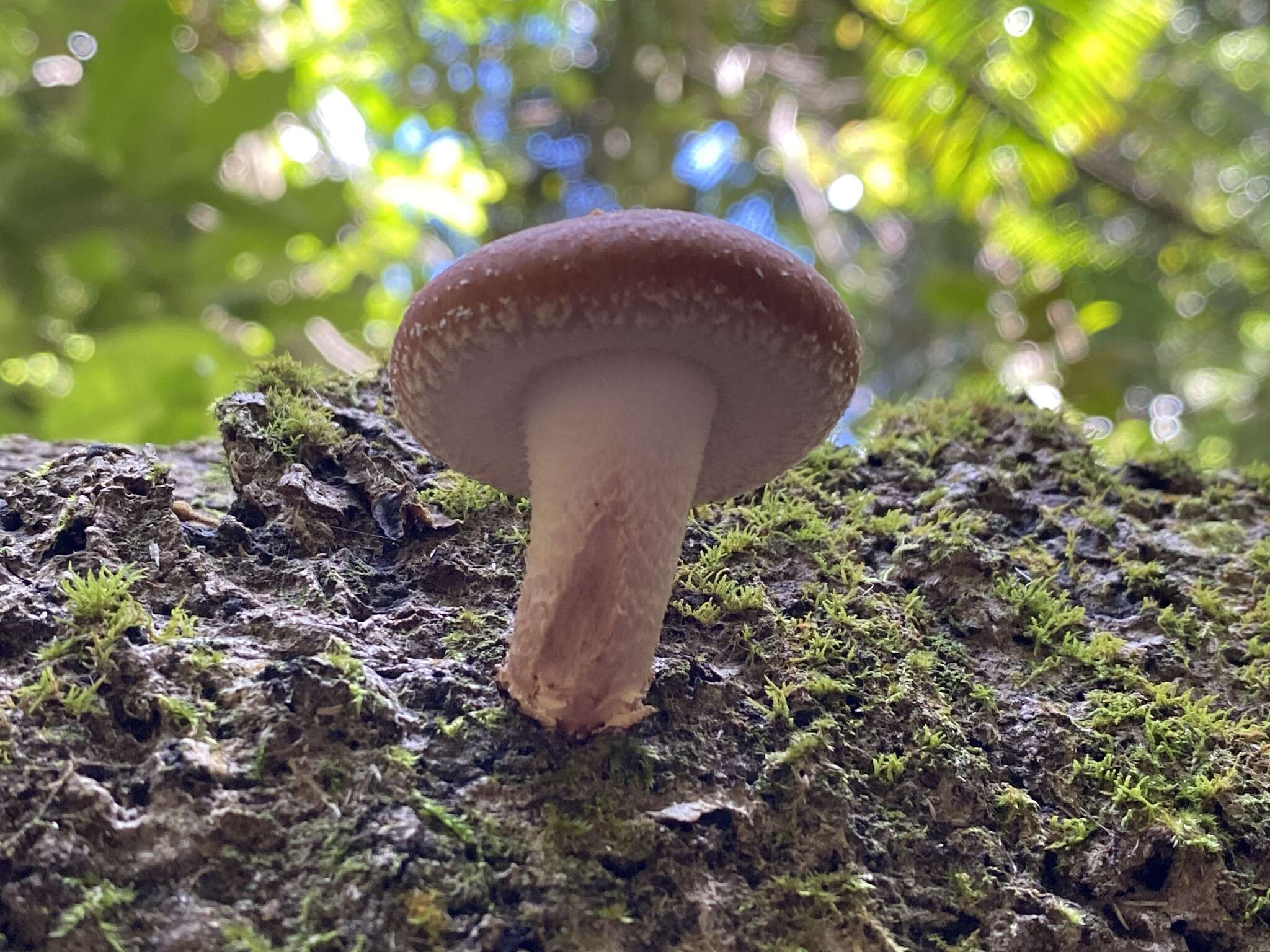 Image of Lentinula lateritia (Berk.) Pegler 1983